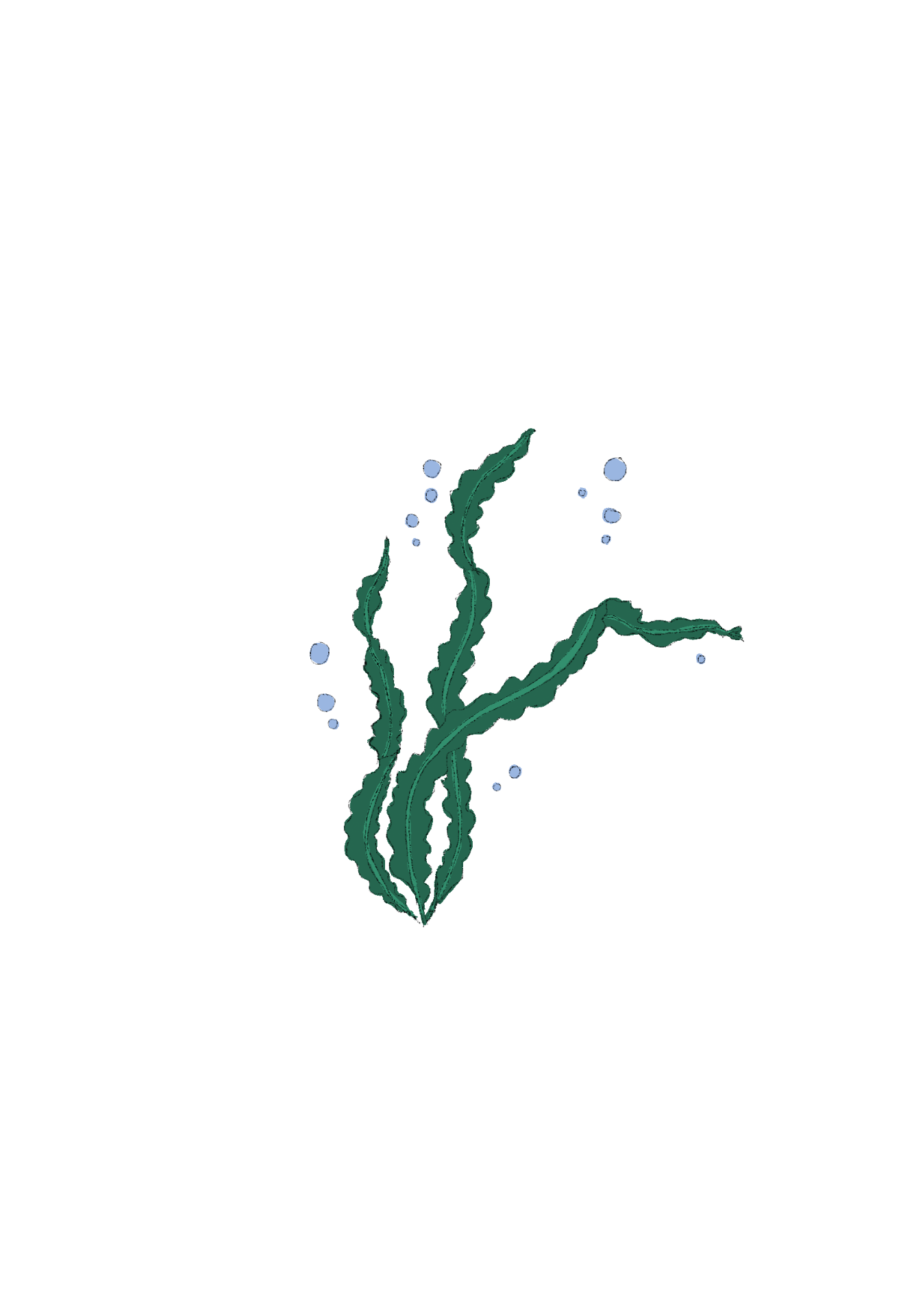 Seaweed illustration