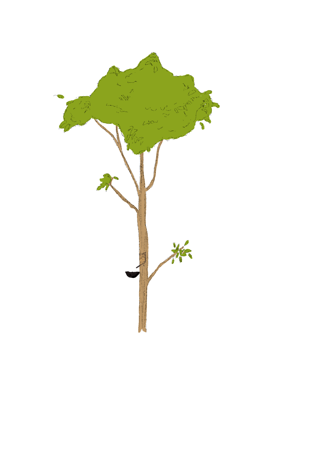 Rubber tree illustration