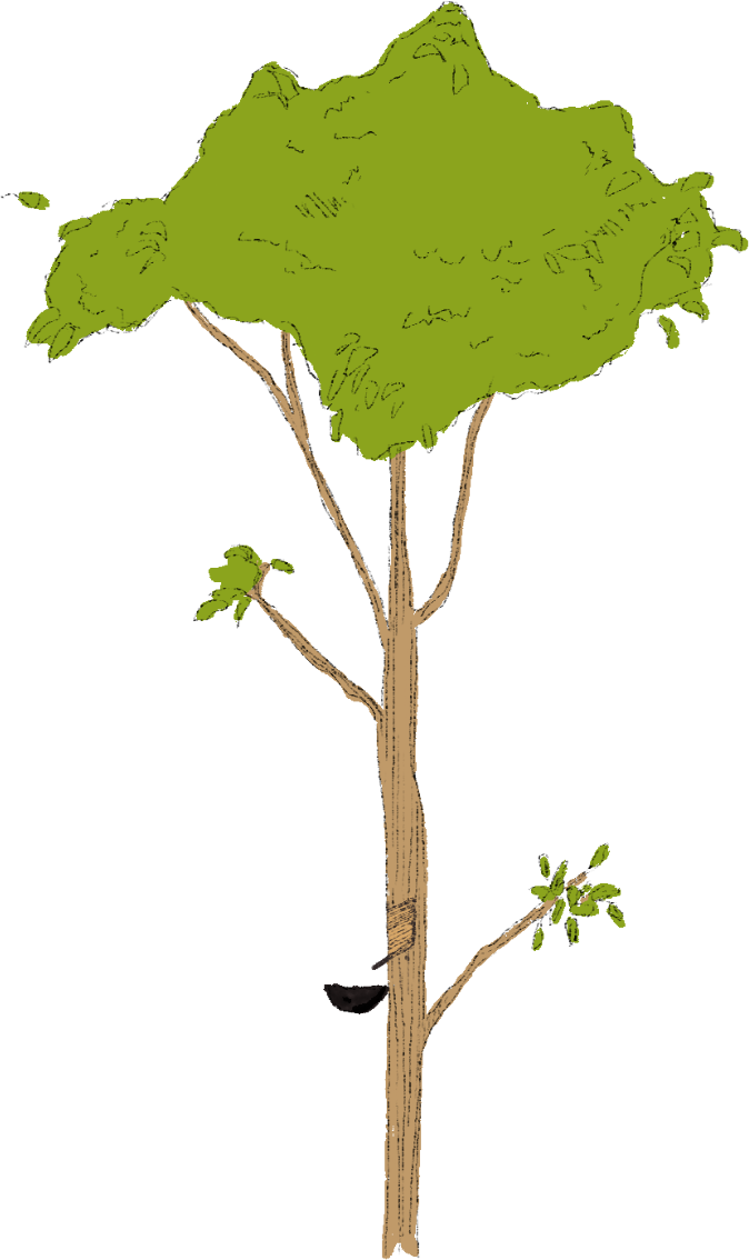 Rubber tree illustration